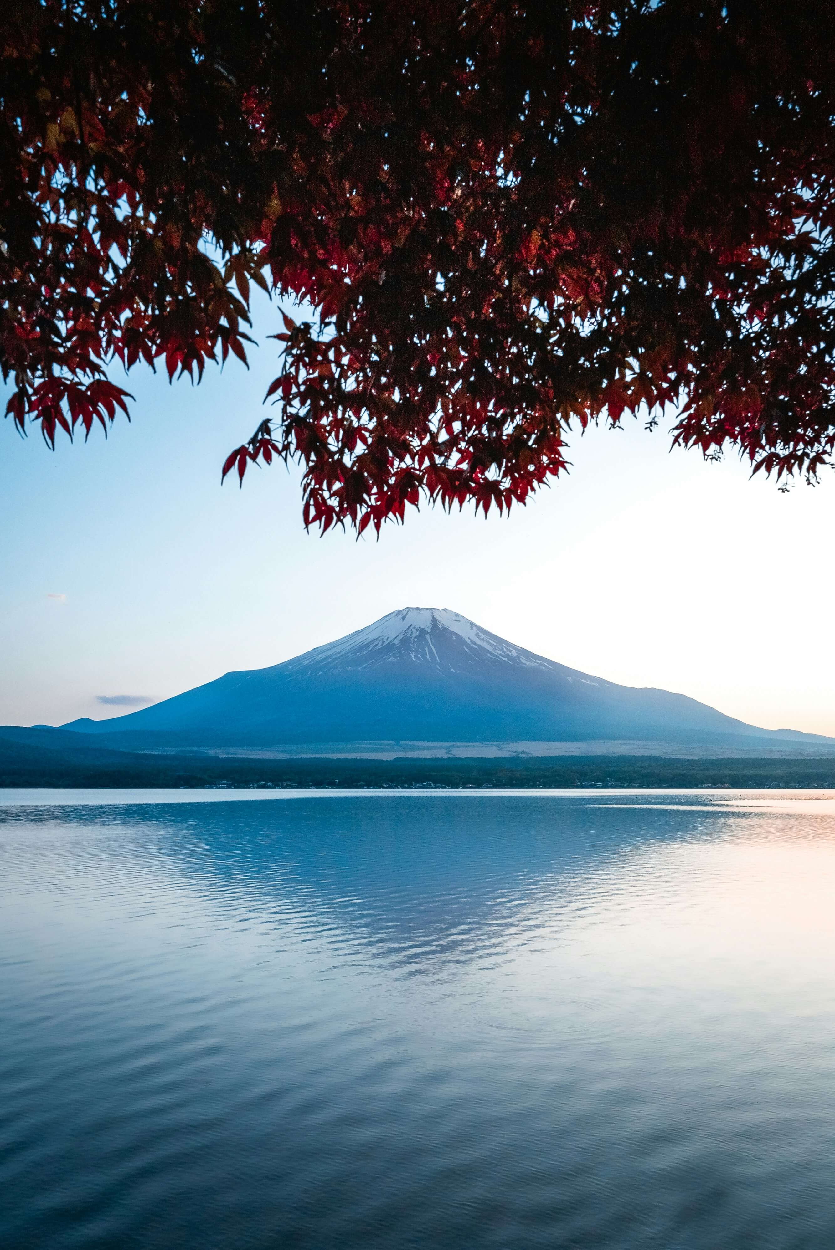 Une vision globale — mont Fuji vu d'un lac à travers des érables rouges